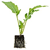Brassica oleracea gongylodes 0 Kohlrabi
