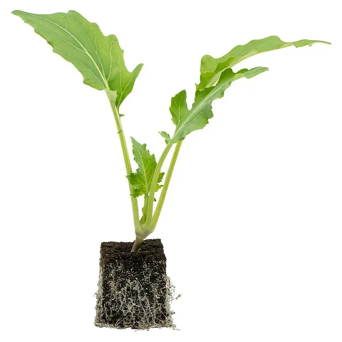 Piardino Kohlrabi 6er Schale Typ A - Brassica oleracea var. gongylodes, Erntezeit: Juli - Ein junger Kohlrabisetzling mit grünen Blättern und einem kompakten Wurzelballen, bereit zum Einpflanzen. Ideal für den eigenen Garten.