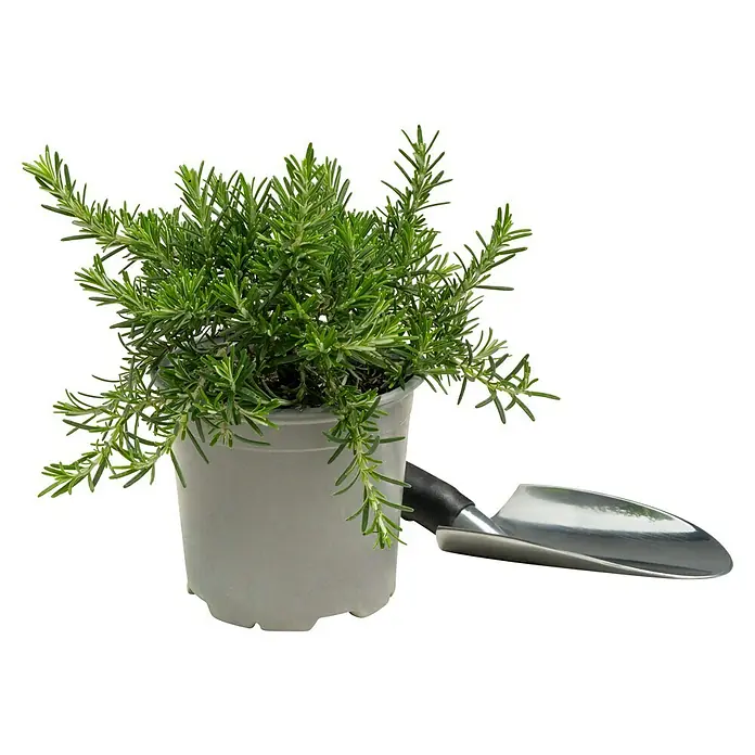 Piardino Rosmarin Prostratus - Rosmarinus officinalis ‘Prostratus‘ - Rosmarinpflanze im Topf mit einer kleinen Gartenschaufel. Ideal für Küche und Garten, um frische Kräuter zu genießen.