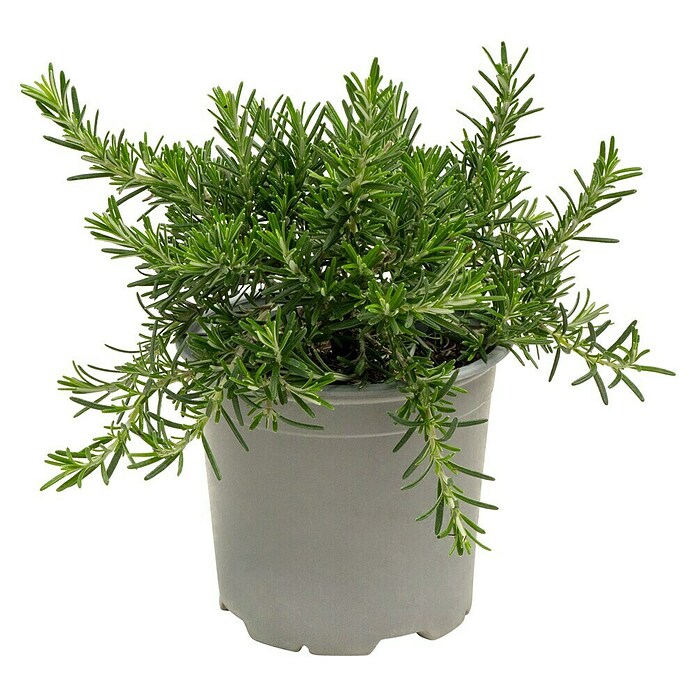 Piardino Rosmarin Prostratus (Rosmarinus officinalis, Topfgröße: 14 cm)