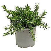 Piardino Rosmarin Prostratus (Rosmarinus officinalis, Topfgröße: 14 cm)