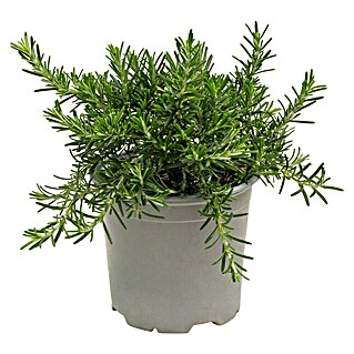 Piardino Rosmarin Prostratus (Rosmarinus officinalis)