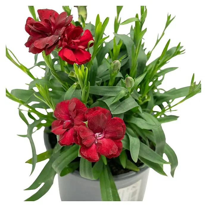 Piardino Gartennelke Oscar - Oscar, Sortenabhängig - Ein Topf mit roten Nelkenblüten und grünen Blättern, ideal für Innenräume oder als Geschenk. Die Blüten bringen Farbe in jeden Raum.