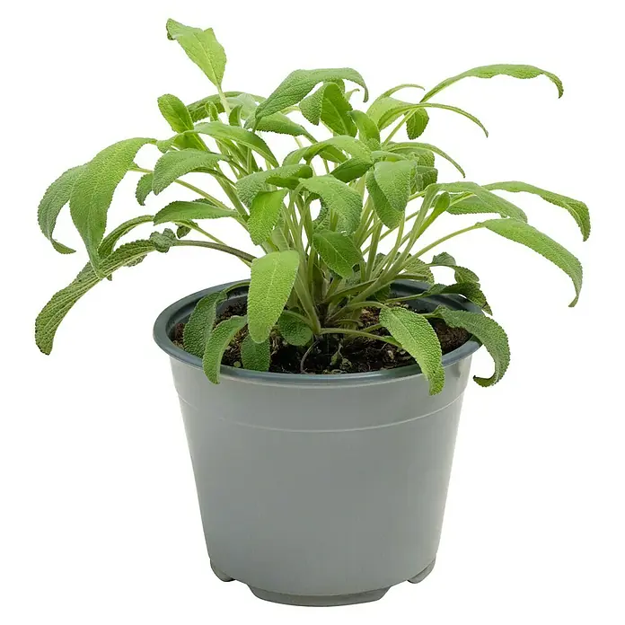 Piardino Echter Salbei - Salvia officinalis - Nahaufnahme einer Salbei-Topfpflanze, die in einem grauen Topf auf einem transparenten Hintergrund steht.