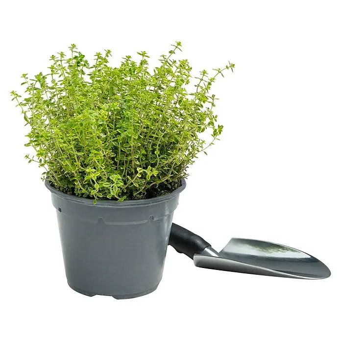 Piardino Zitronenthymian in Sorten - Thymus citrodorus, Topfgröße: 14 cm - Ein Topf Thymian mit grünen und gelben Blättern neben einer kleinen Gartenschaufel. Ideal für Küche und Garten.