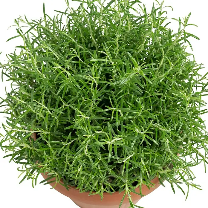 Piardino Rosmarin - Rosmarinus officinalis, Topfgröße: 25 cm - Nahaufnahme einer Topfpflanze Rosmarin, die dichte, grüne Nadeln und einen Terrakotta-Topf zeigt. Ideal für Küche und Garten.
