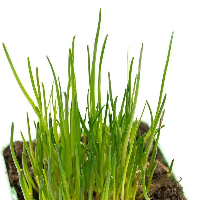 Piardino Schnittlauch - Allium schoenoprasum - Ein Topf mit frischem Schnittlauch, ideal zum Würzen von Speisen und zur Dekoration in der Küche.