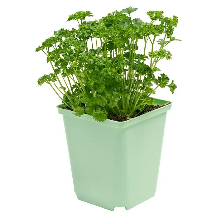 Piardino Petersilie Mooskrause - Petroselinum crispum - Bild einer Petersilienpflanze in einem hellgrünen Topf. Ideal für Küche und Garten.