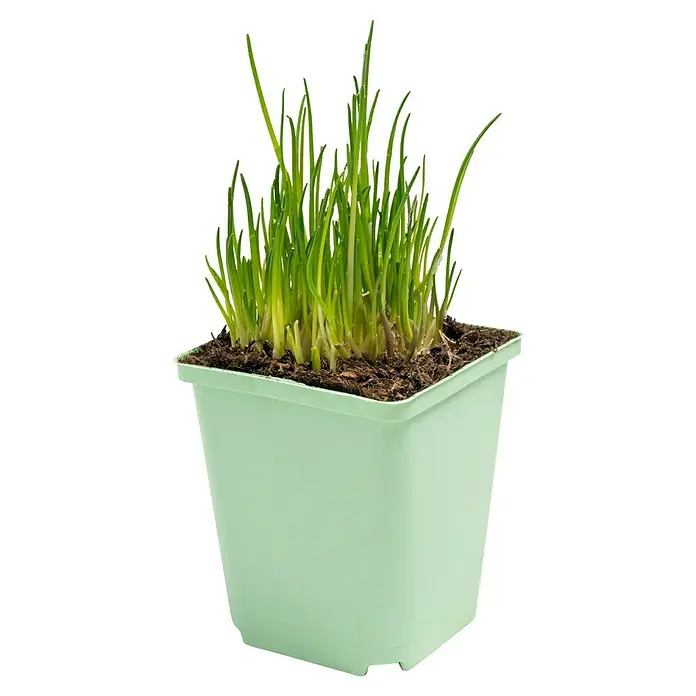 Piardino Schnittlauch - Allium schoenoprasum - Nahaufnahme von Schnittlauch, der in einem hellgrünen, quadratischen Topf mit Erde auf schwarzem Hintergrund wächst.