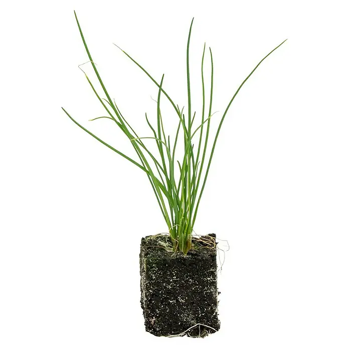 Piardino Gemüsepflanzen-Set Bio - 6 Stk., Allium schoenoprasum - Frische Schnittlauchpflanze mit saftig grünen Blättern und Wurzelballen, ideal zum Würzen von Speisen und für den Garten.