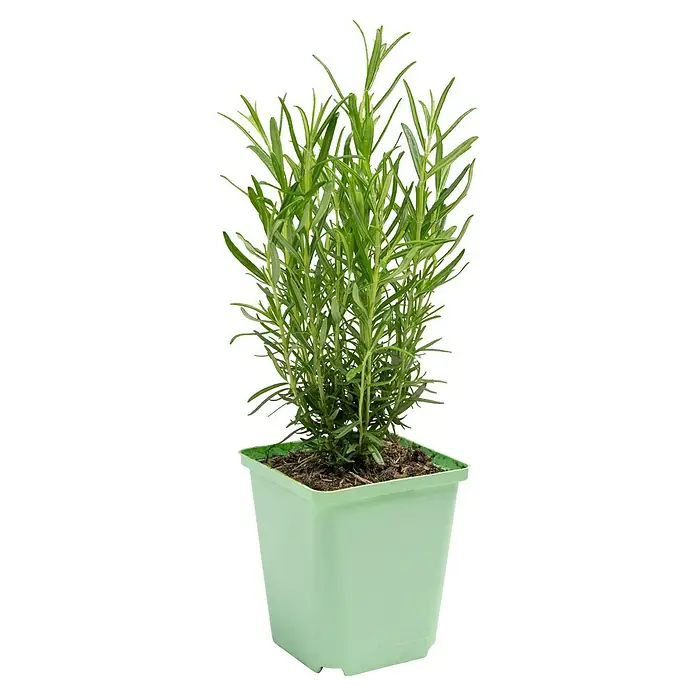 Piardino Rosmarin Greenbar - Rosmarinus officinalis, 1 l - Ein grüner Rosmarinstrauch in einem hellgrünen Topf, ideal für die Küche oder den Garten.