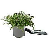 Piardino Bohnenkraut (Satureja hortensis, Topfgröße: 14 cm)