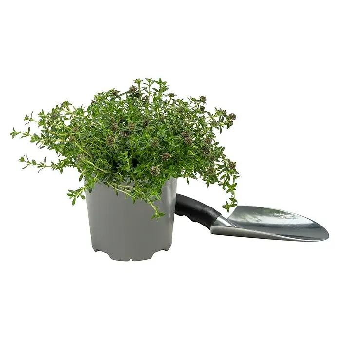 Piardino Bohnenkraut - Satureja hortensis - Ein Topf mit blühendem Thymian steht neben einer kleinen Gartenschaufel, bereit für die Gartenarbeit. Die Pflanze verspricht frische Kräuter für die Küche.