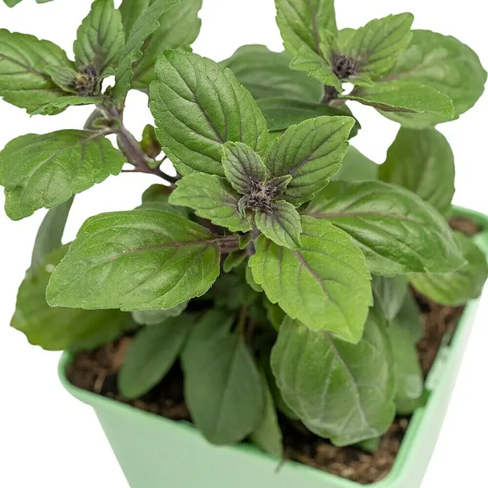 Piardino Basilikum - Ocimum basilicum 'Magic Blue' - Ein Topf mit frischem Thai-Basilikum, dessen grüne Blätter von violetten Adern durchzogen sind, ein Blickfang für jede Küche und ein aromatischer Zusatz für Gerichte.