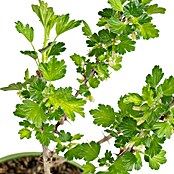 Stachelbeere Bio (Ribes uva crispa 'Remarka', Erntezeit: Juni) | BAUHAUS
