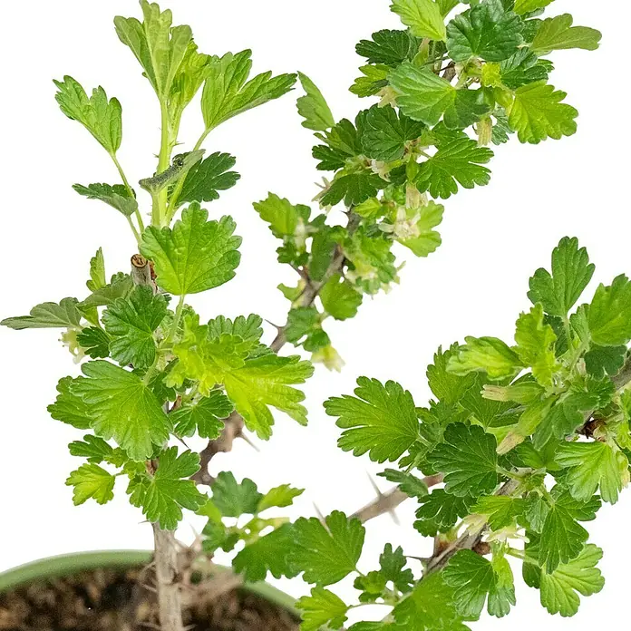 Stachelbeere Bio - Ribes uva crispa 'Remarka', Erntezeit: Juni - Nahaufnahme einer jungen Stachelbeerpflanze mit frischen grünen Blättern und zarten Blüten.