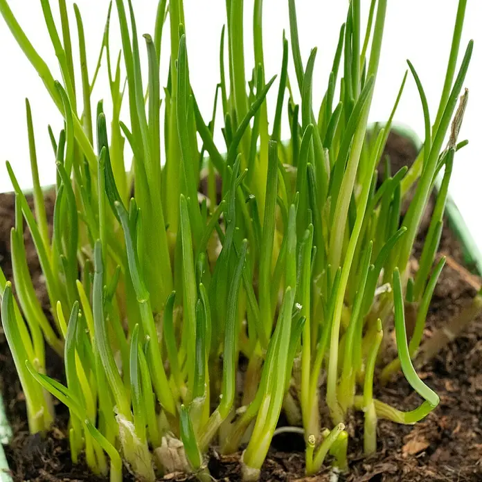 Piardino Schnittlauch - Allium schoenoprasum - Schnittlauchpflanze in einem Topf. Die grünen Halme stehen dicht nebeneinander und sind bereit für die Ernte zum Würzen von Speisen.