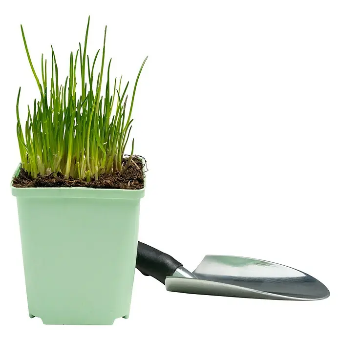 Piardino Schnittlauch - Allium schoenoprasum - Das Bild zeigt einen Topf mit frischem Schnittlauch und eine kleine Gartenschaufel, ideal für den Anbau eigener Kräuter.