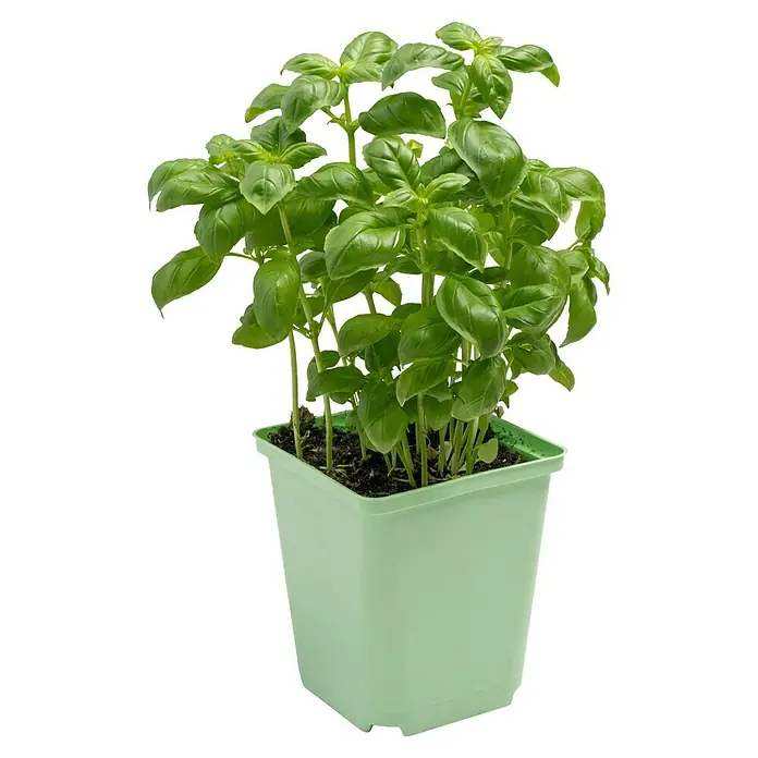 Piardino Basilikum - Ocimum basilicum - Ein Topf Basilikum mit vielen grünen Blättern, der in einem hellgrünen Topf auf einem schwarzen Hintergrund steht, sorgt für Würze.