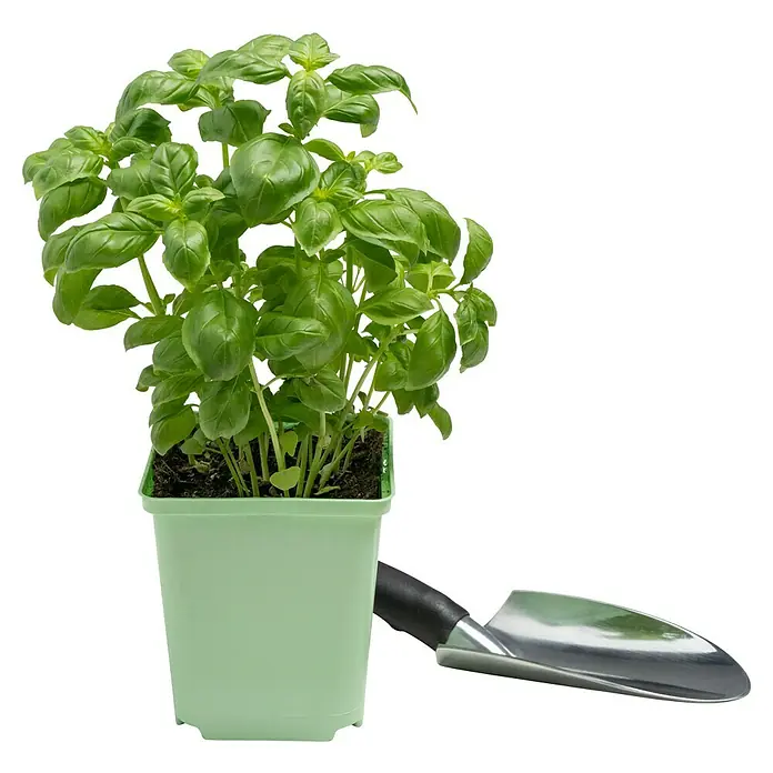 Piardino Basilikum - Ocimum basilicum - Ein Topf Basilikum mit sattgrünen Blättern, zusammen mit einer kleinen Gartenschaufel, ideal für den Hobbygärtner oder die Küche.