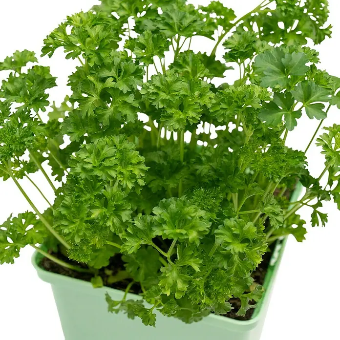 Piardino Petersilie Mooskrause - Petroselinum crispum - Nahaufnahme von frischer Petersilie in einem hellgrünen Topf. Die krausen Blätter sind saftig grün und laden zum Würzen ein.