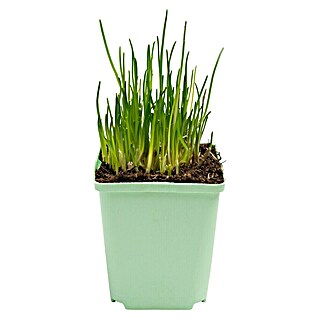 Piardino Schnittlauch (Allium schoenoprasum)