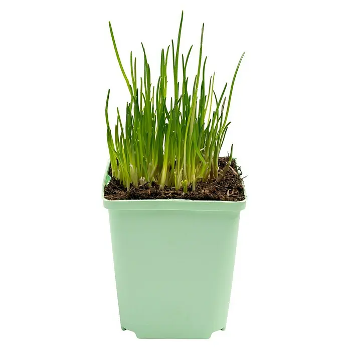 Piardino Schnittlauch - Allium schoenoprasum - Nahaufnahme von frischem Schnittlauch, der in einem hellgrünen Topf in Erde wächst. Ideal für die Küche!