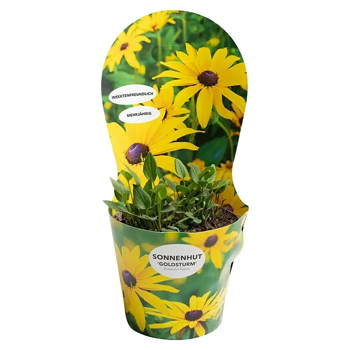 Piardino Sonnenhut - Rudbeckia fulgida Goldsturm, Topfgröße: 19 cm - Topf mit Sonnenhut 'Goldsturm' Rudbeckia fulgida, insektenfreundlich und mehrjährig, gelbe Blüten mit brauner Mitte.