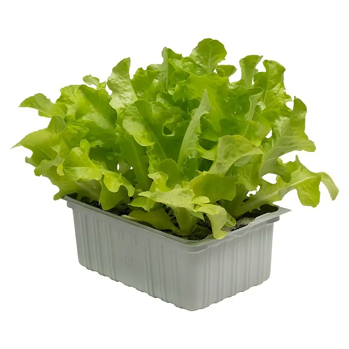 Piardino Kopfsalat Bio - Lactuca sativa var. capitata, Erntezeit: April - Frischer Pflücksalat in einem Topf. Das Grün ist knackig und saftig, bereit für die Ernte und den Genuss in einem Salat oder als Beilage.