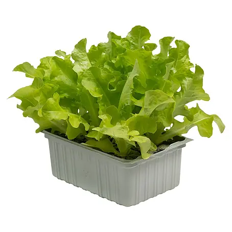 Piardino  Kopfsalat Bio