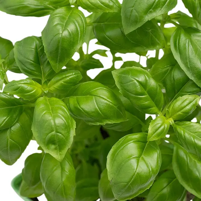 Piardino Basilikum - Ocimum basilicum - Nahaufnahme eines Basilikumpflanze mit üppigen grünen Blättern, die Frische und kulinarische Vielseitigkeit ausstrahlen.