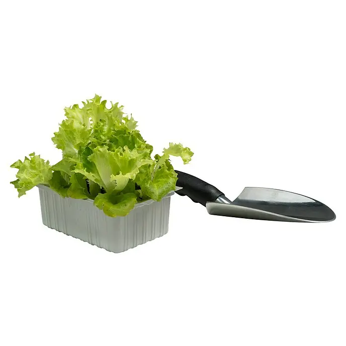 Piardino Pflücksalat Bio - Lactuca sativa var. crispa, Erntezeit: April - Das Bild zeigt einen frischen Salat in einer Schale neben einer kleinen Gartenschaufel auf einem Tisch. Die grüne Farbe des Salats sticht hervor.