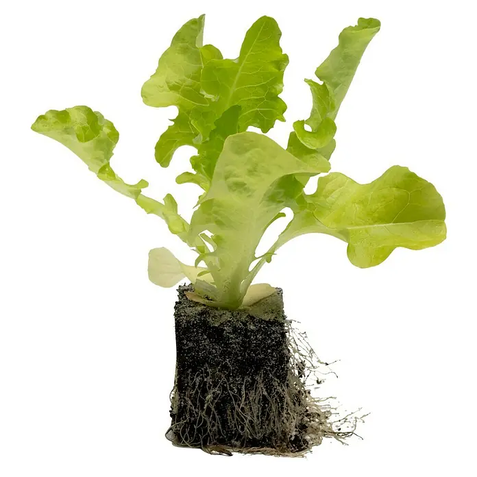 Piardino Kopfsalat Bio - Lactuca sativa var. capitata, Erntezeit: April - Junge Salatpflanze mit gesunden grünen Blättern und sichtbaren Wurzeln, ideal für den Anbau im Garten oder Hochbeet.