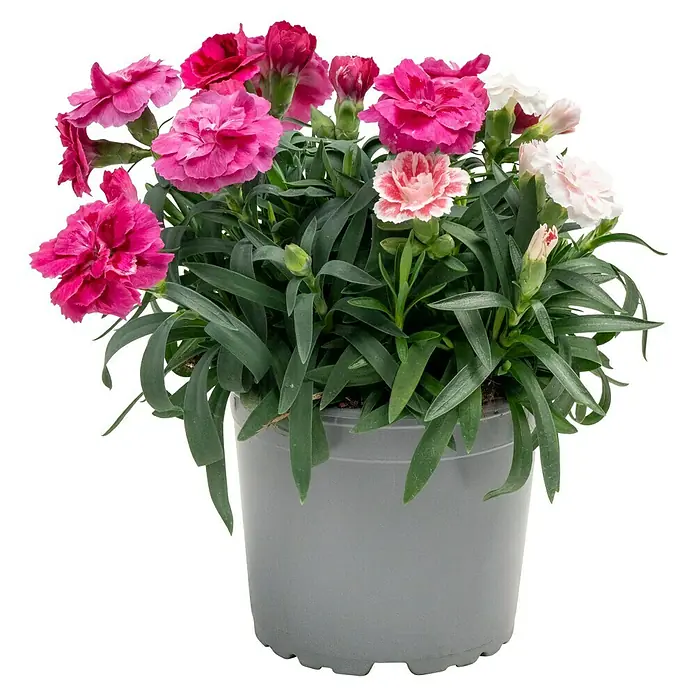 Piardino Gartennelke Duo - Dianthus caryophyllus, Sortenabhängig - Topf mit bunten Nelkenblüten in verschiedenen Rosa- und Weißtönen, die in einem grauen Topf arrangiert sind, als Zimmerdekoration.
