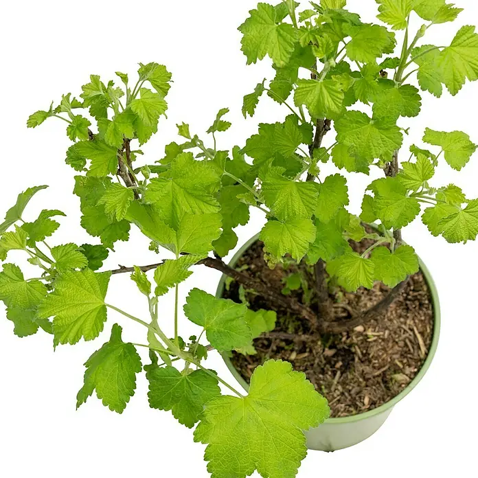 Rote Johannisbeere Bio - Ribes rubrum 'Rovada', Erntezeit: Juli - Nahaufnahme einer Johannisbeere im Topf mit grünem Laub und dunkler Erde, die ein gesundes Wachstum zeigt.