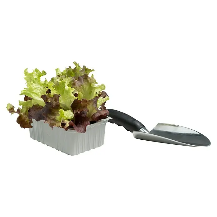 Blattsalat Bio - Lactuca sativa var. crispa, Erntezeit: April - Frischer Salat im Topf mit einer kleinen Gartenschaufel. Ideal für den Hobbygärtner, um den Salat direkt einzupflanzen.