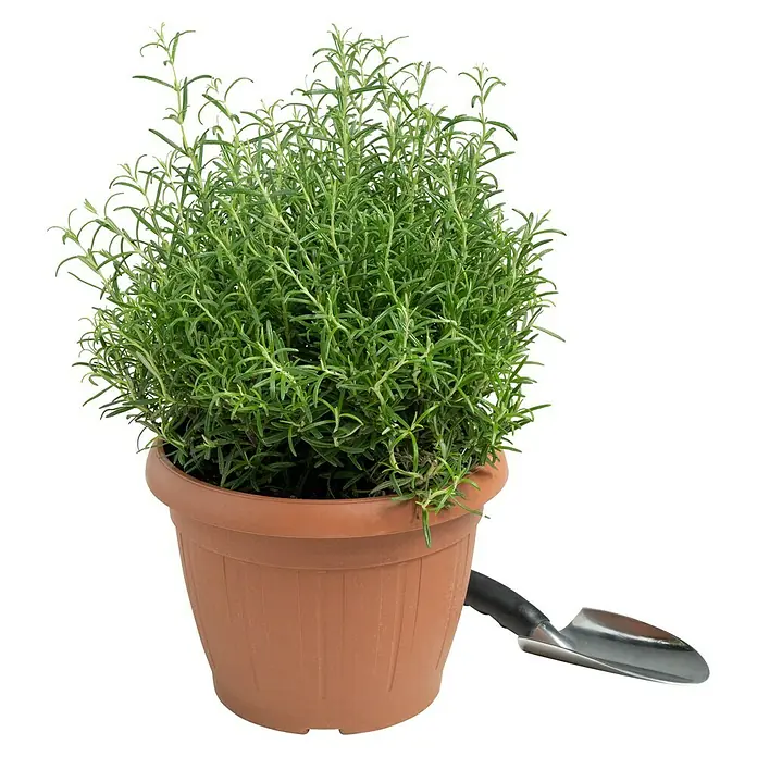 Piardino Rosmarin - Rosmarinus officinalis, Topfgröße: 25 cm - Ein Topf mit Rosmarinpflanze und einer kleinen Schaufel, ideal für Kräuterliebhaber und Hobbygärtner. Die Pflanze ist frisch und aromatisch.