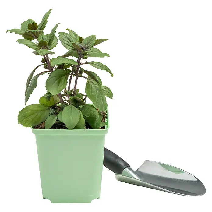 Piardino Basilikum - Ocimum basilicum 'Magic Blue' - Nahaufnahme einer Topfpflanze und einer Schaufel, die auf einem Tisch mit grünem Hintergrund steht.