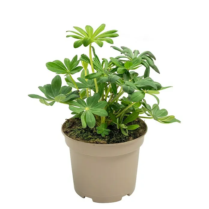 Piardino Staude Lupine - Lupinus polyphyllus Manhatten Lights, Topfgröße: 19 cm - Eine Nahaufnahme einer grünen Lupinenpflanze in einem hellbraunen Topf, die eine frische und natürliche Atmosphäre vermittelt.