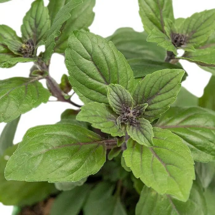Piardino Basilikum - Ocimum basilicum 'Magic Blue' - Nahaufnahme einer Topfpflanze mit grünen und violetten Blättern, die eine lebendige Farbe zeigen und die Pflanze attraktiv machen.