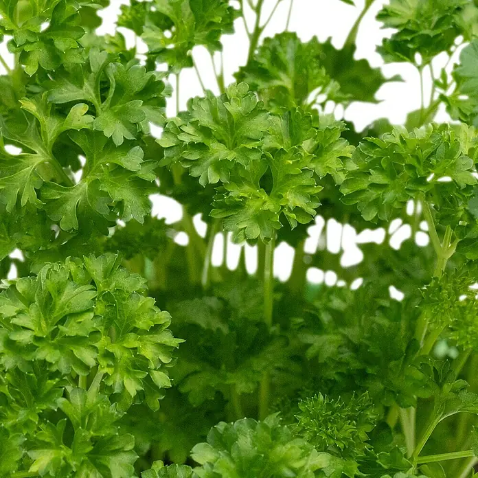 Piardino Petersilie Mooskrause - Petroselinum crispum - Nahaufnahme von krauser Petersilie, die ihre frischen, grünen Blätter und die dichte Textur dieser beliebten Küchenkräuter zeigt.
