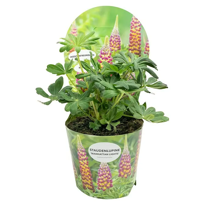 Piardino Staude Lupine - Lupinus polyphyllus Manhatten Lights, Topfgröße: 19 cm - Die Staudenlupine 'Manhattan Lights' in ihrem Topf. Die mehrfarbige Pflanze ist bienenfreundlich und ein Hingucker für jeden Garten.