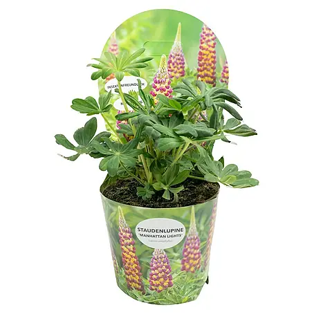 Piardino  Staude Lupine