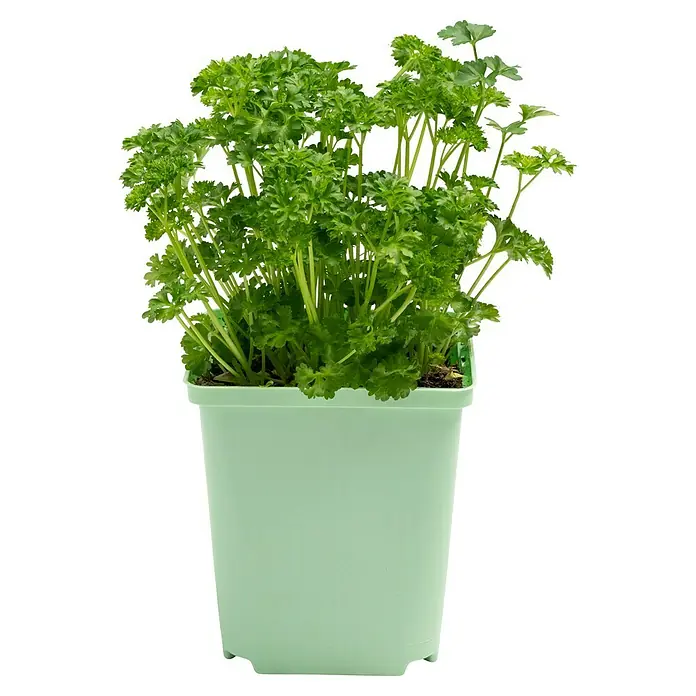 Piardino Petersilie Mooskrause - Petroselinum crispum - Frische Petersilie in einem hellgrünen Topf. Die krausen Blätter der Petersilie sind lebendig und bieten eine aromatische Ergänzung für jede Küche.