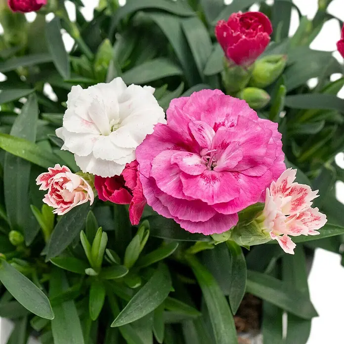 Piardino Gartennelke Duo - Dianthus caryophyllus, Sortenabhängig - Nahaufnahme einer blühenden Nelkenpflanze mit rosa, weißen und roten Blüten und grünen Blättern.