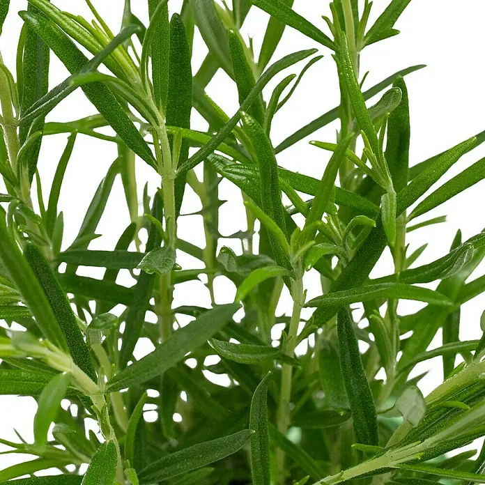 Piardino Rosmarin Greenbar - Rosmarinus officinalis, 1 l - Nahaufnahme von frischem, grünem Rosmarin. Ein aromatisches Küchenkraut, ideal zum Würzen vieler Gerichte.