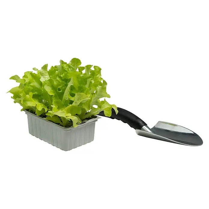 Piardino Kopfsalat Bio - Lactuca sativa var. capitata, Erntezeit: April - Ein grüner Salatsetzling in einer Plastikschale mit einer kleinen Gartenschaufel, bereit zum Einpflanzen in den Garten.