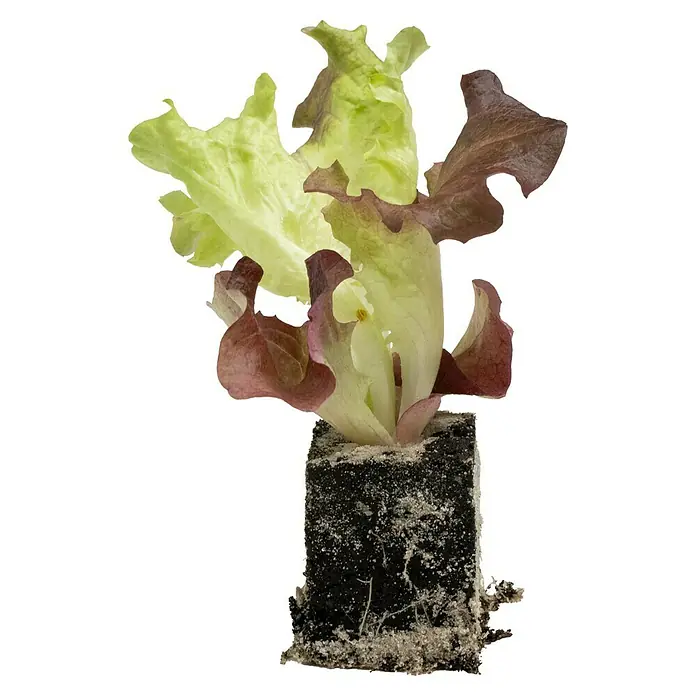 Blattsalat Bio - Lactuca sativa var. crispa, Erntezeit: April - Nahaufnahme eines Salat-Sprossens in Erde mit grünen und roten Blättern, die seine Frische und Wachstum hervorheben.