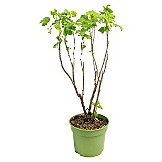 Johannesbeere Bio (Ribes rebrum 'Rosenthals Langtraubige', Erntezeit: Juli)