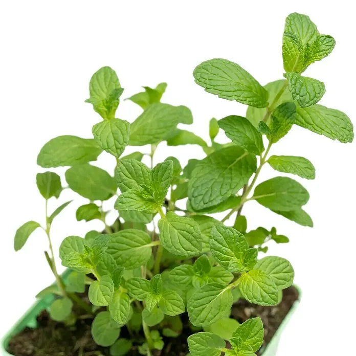 Piardino Minze Cocktail - Mentha spicata - Frische Minze in einem Topf, ideal für Küche und Garten. Die grünen Blätter versprechen ein aromatisches Erlebnis.